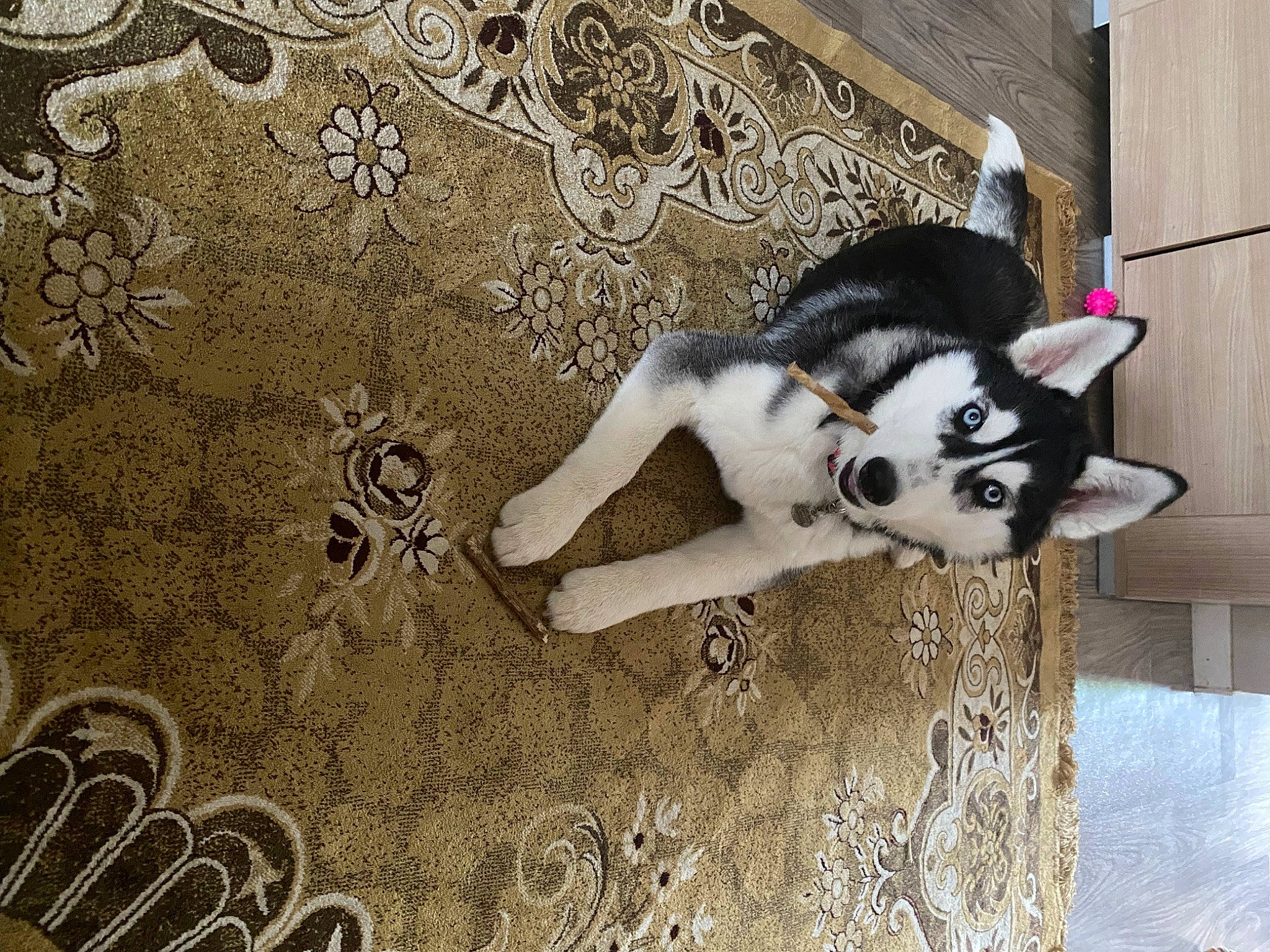 Akira participe au concours pour gagner de l'argent avec cette photo : art, canidae, carnivore, companion_dog, dog, dog_breed, fashion_accessory, fawn, flooring, fur, grey, linens, pattern, snout, sporting_group, tail, terrestrial_animal, visual_arts, wood, working_animal