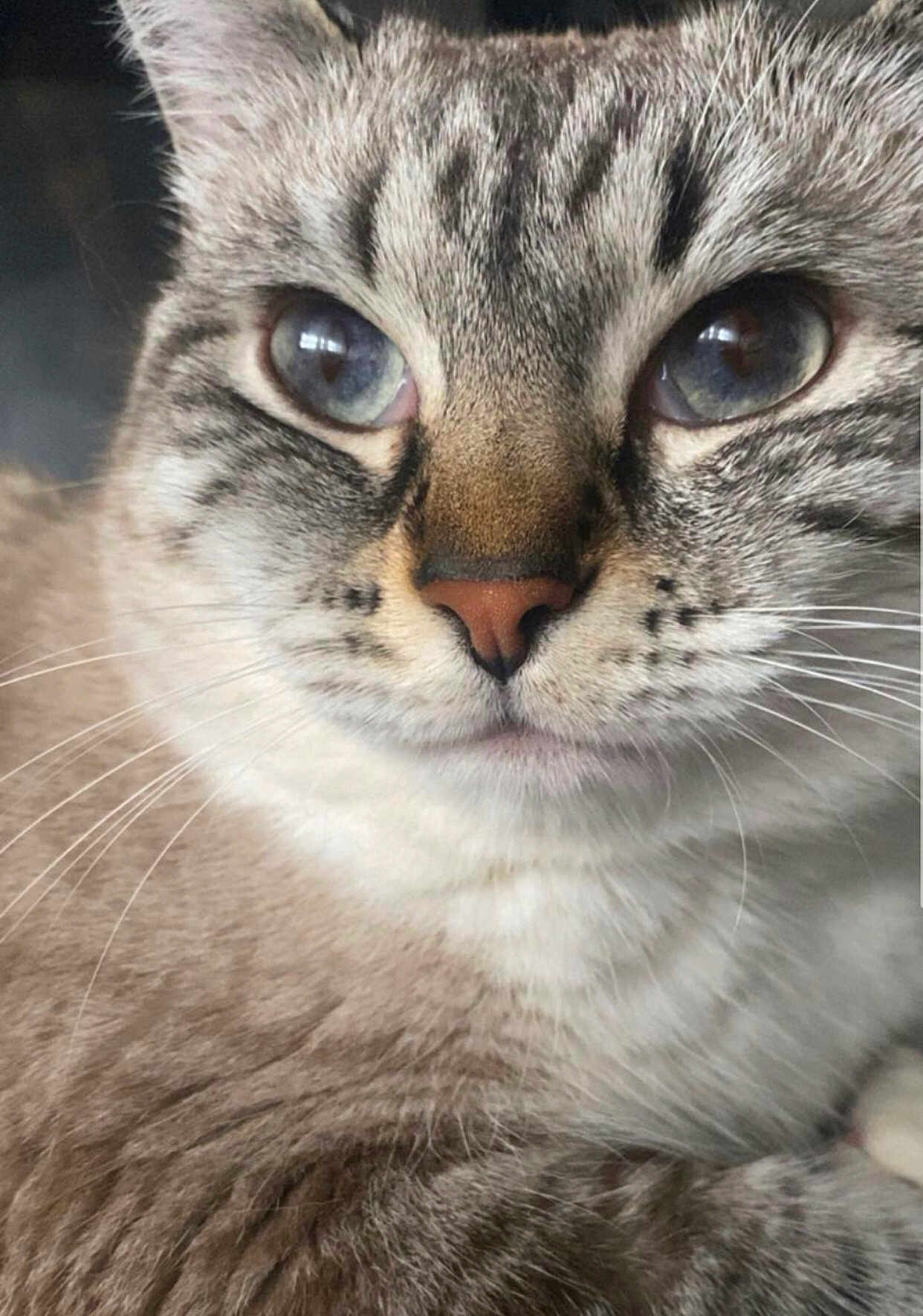 Bulma participe au concours pour gagner de l'argent avec cette photo : cat, close_up, blue_eyes, fur, whiskers, animal, pet, portrait, face, mammal, domestic_cat, cute, feline, looking_away, calm, soft_light, tabby, indoor, nose, ears