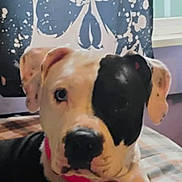 Gracie joined the competition — help win amazing prizes! animal, blanket, bostonbull, boxer, bulldog, canine, cushion, dog, face, greatdane, head, homedecor, hound, indoors, interiordesign, person, pet, pitbull, puppy, snout