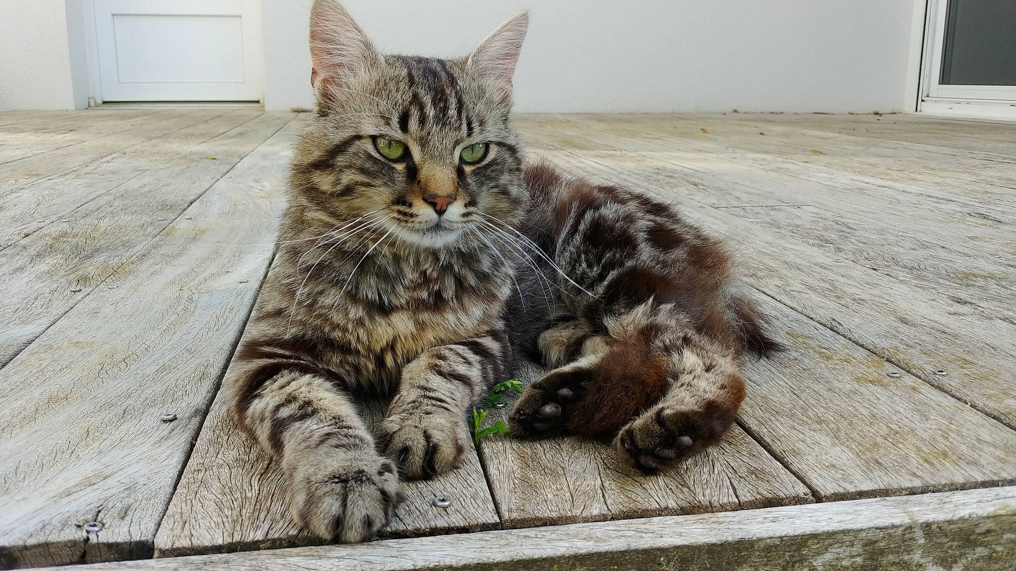 Grossequeue participe au concours pour gagner de l'argent avec cette photo : carnivore, cat, claw, domestic_short_haired_cat, felidae, flooring, fur, grass, hardwood, paw, sitting, small_to_medium_sized_cats, snout, tail, terrestrial_animal, whiskers, wildlife, wood