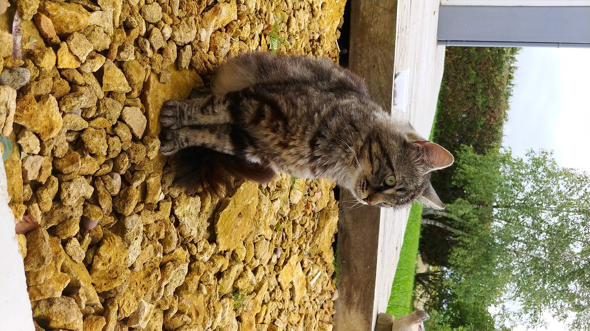 Grossequeue a rejoint le concours — aidez-le/la à gagner de superbes lots ! carnivore, cat, domestic_short_haired_cat, felidae, fur, grass, mammal, organism, plant, small_to_medium_sized_cats, snout, soil, tail, terrestrial_animal, tree, vertebrate, whiskers, wildlife, window, wood