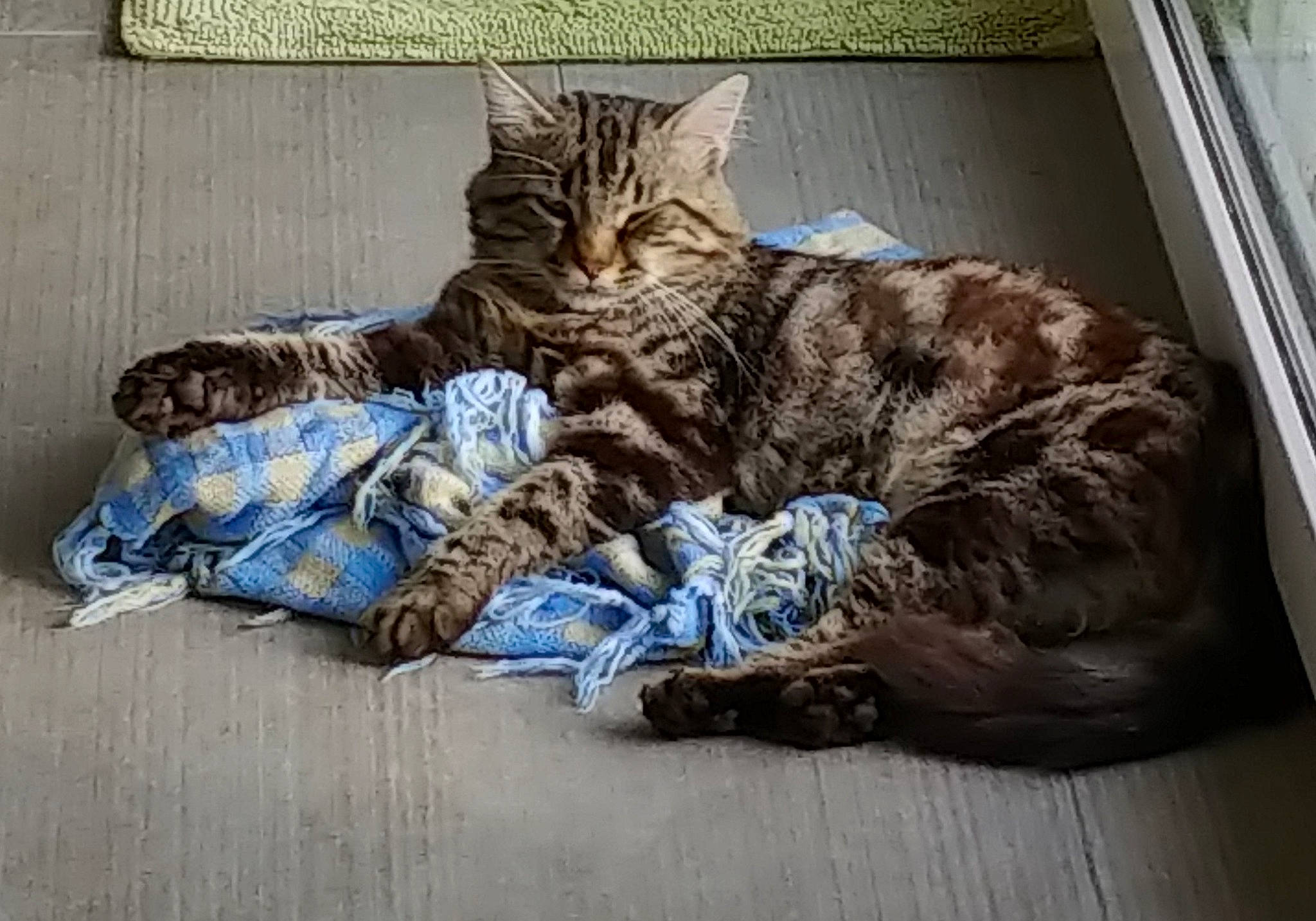 Grossequeue a rejoint le concours — aidez-le/la à gagner de superbes lots ! carnivore, cat, claw, comfort, domestic_short_haired_cat, felidae, flooring, fur, military_camouflage, nap, pattern, paw, sitting, sleep, small_to_medium_sized_cats, snout, tail, terrestrial_animal, whiskers, wood