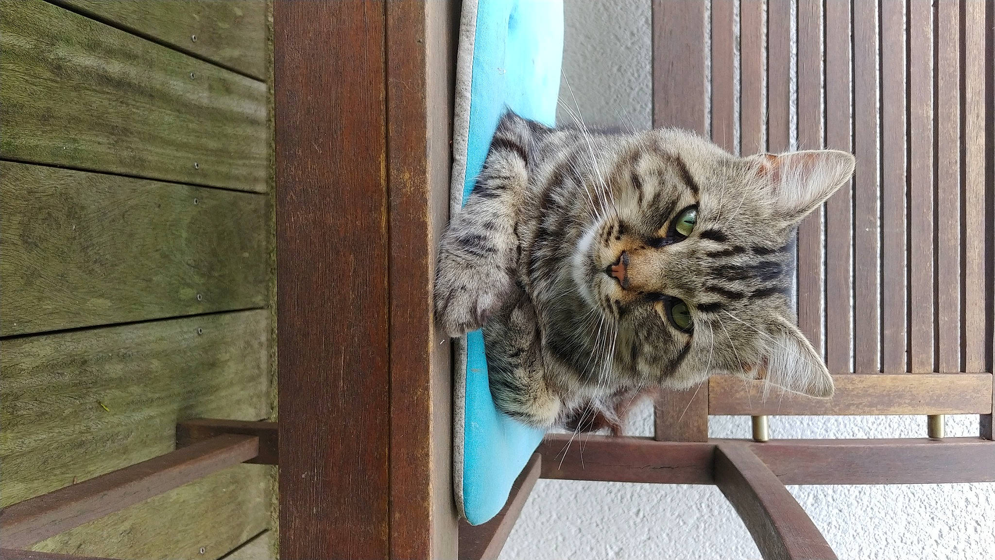 Grossequeue a rejoint le concours — aidez-le/la à gagner de superbes lots ! carnivore, cat, claw, domestic_short_haired_cat, felidae, flooring, fur, hardwood, paw, plank, plywood, sitting, small_to_medium_sized_cats, snout, tail, terrestrial_animal, whiskers, window, wood, wood_stain