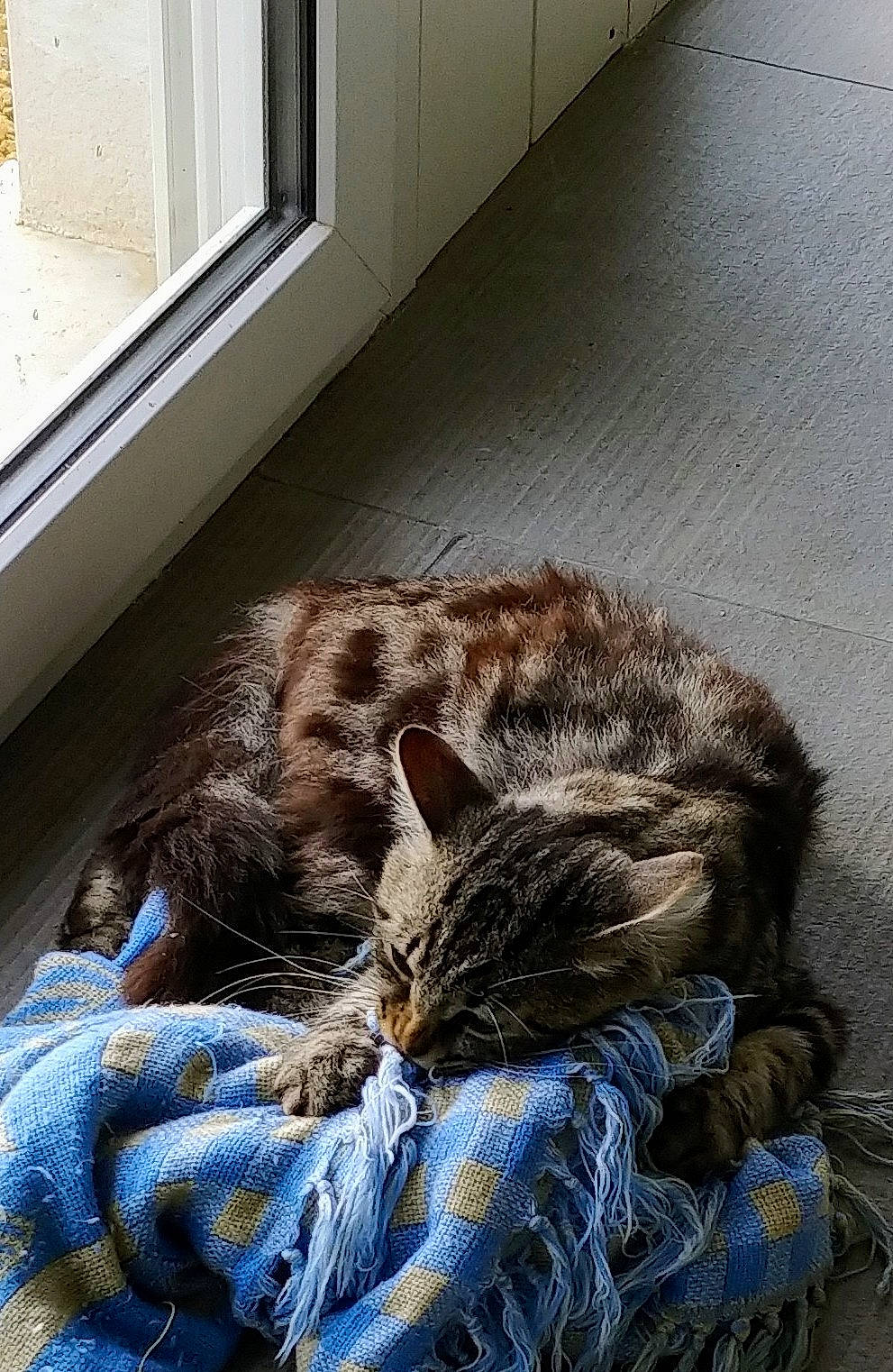 Grossequeue a rejoint le concours — aidez-le/la à gagner de superbes lots ! carnivore, cat, claw, comfort, domestic_short_haired_cat, electric_blue, felidae, flooring, fur, grey, nap, sleep, small_to_medium_sized_cats, tail, terrestrial_animal, vertebrate, whiskers, window