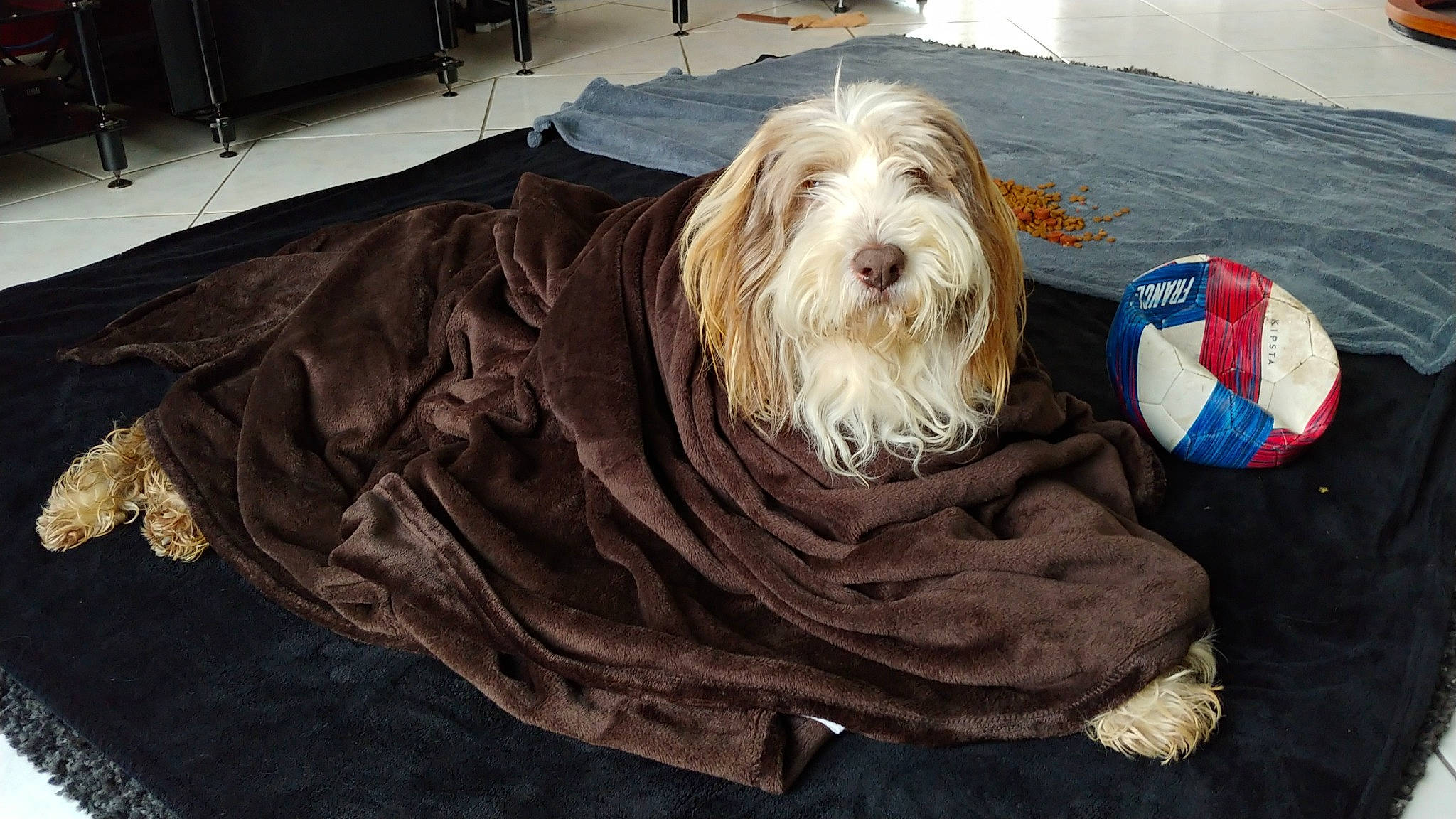 Hazia a rejoint le concours — aidez-le/la à gagner de superbes lots ! bearded_collie, canidae, carnivore, companion_dog, dog, dog_breed, dog_supply, event, flooring, fur, hardwood, liver, non_sporting_group, small_terrier, sporting_group, terrier, toy_dog, wood, working_animal