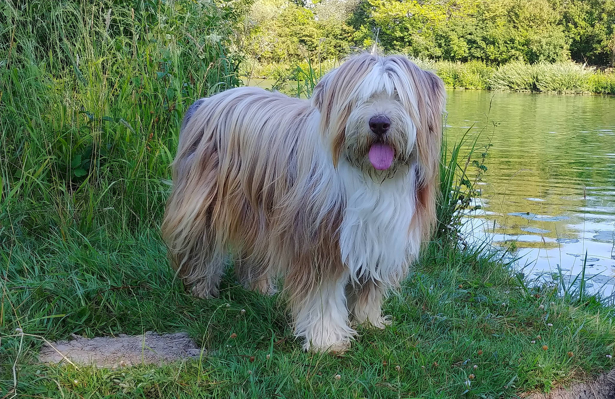 Hazia a rejoint le concours — aidez-le/la à gagner de superbes lots ! canidae, carnivore, companion_dog, dog, dog_breed, giant_dog_breed, grass, lake, non_sporting_group, plant, sporting_group, terrestrial_animal, water, working_animal, working_dog