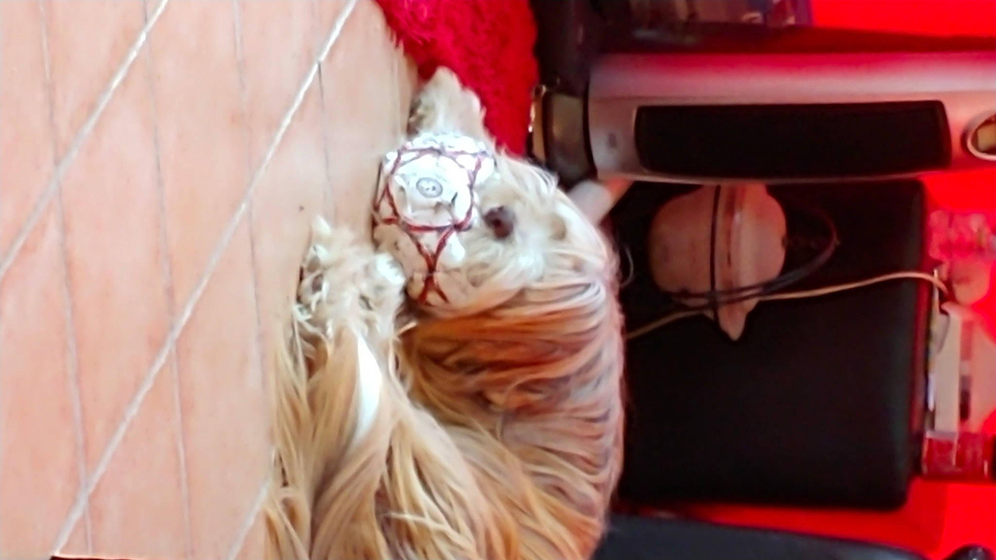 Hazia participe au concours pour gagner de l'argent avec cette photo : audio_equipment, carmine, companion_dog, fashion_accessory, felidae, fictional_character, flesh, flooring, fur, human_leg, magenta, nail, peach, tail, thread, toy, whiskers, wire, wood, wool