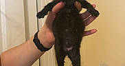 Clawdeen is registered to the contest to win money with this photo: animal, black_cat, cute, domestic_animal, fingers, fur, hands, holding, indoor, kitten, looking, mammal, paws, person, pet, portrait, small, wall, watching, young