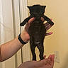 animal, black_cat, cute, domestic_animal, fingers, fur, hands, holding, indoor, kitten, looking, mammal, paws, person, pet, portrait, small, wall, watching, young