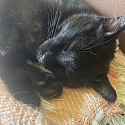 Clawdeen joined the competition — help win amazing prizes! animal, black_cat, blanket, close_up, cozy, cute, feline, fur, indoor, nap, paw, peaceful, pet, relaxing, resting, sleeping, soft_light, texture, whiskers, woven