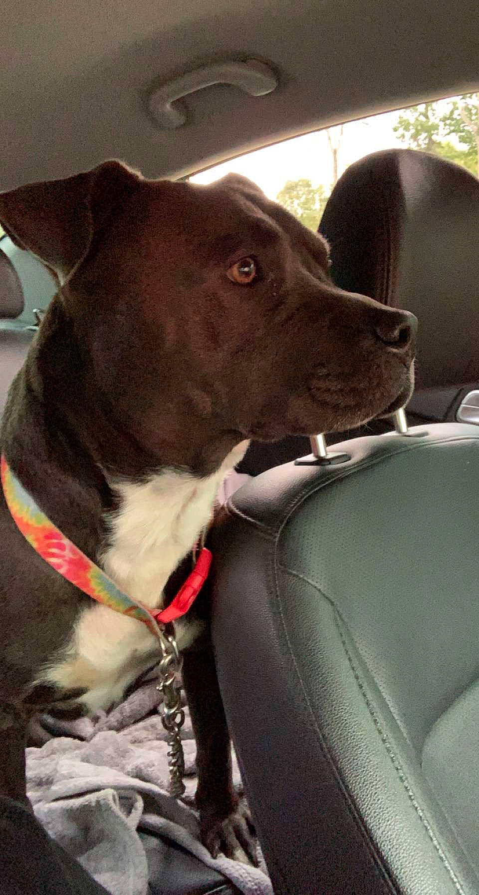 Blu is registered to the contest to win money with this photo: auto_part, canidae, car, carnivore, collar, companion_dog, dog, dog_breed, dog_collar, fashion_accessory, fawn, guard_dog, leash, pet_supply, snout, sporting_group, vehicle, vehicle_door, whiskers, working_animal