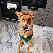 Kyara participe au concours pour gagner de l'argent avec cette photo : dog, pet, brown_dog, reindeer_costume, antlers, sweater, tinsel, tongue_out, sitting, kitchen, oven, stove, countertop, tile_floor, pot, pan, rice_cooker, cup, towel, reflection