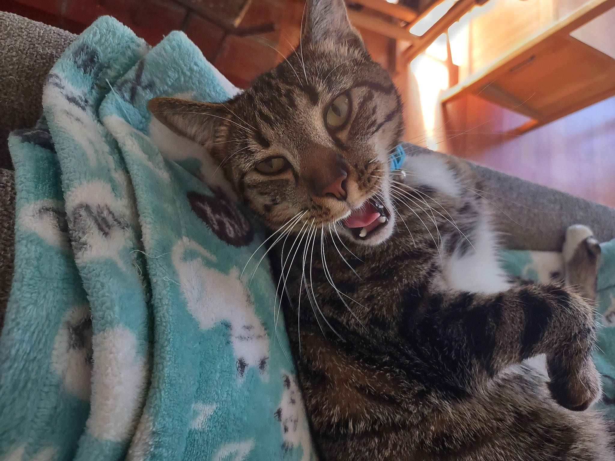 Lemmy is registered to the contest to win money with this photo: carnivore, cat, cat_supply, claw, comfort, domestic_short_haired_cat, felidae, fur, grass, linens, pattern, paw, sand, small_to_medium_sized_cats, snout, tail, terrestrial_animal, tree, whiskers, wildlife