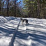dog, snow, forest, trees, winter, outdoor, nature, sunlight, shadows, path, animal, canine, black_and_white, walking, scenic, cold, daytime, woods, trail, serene