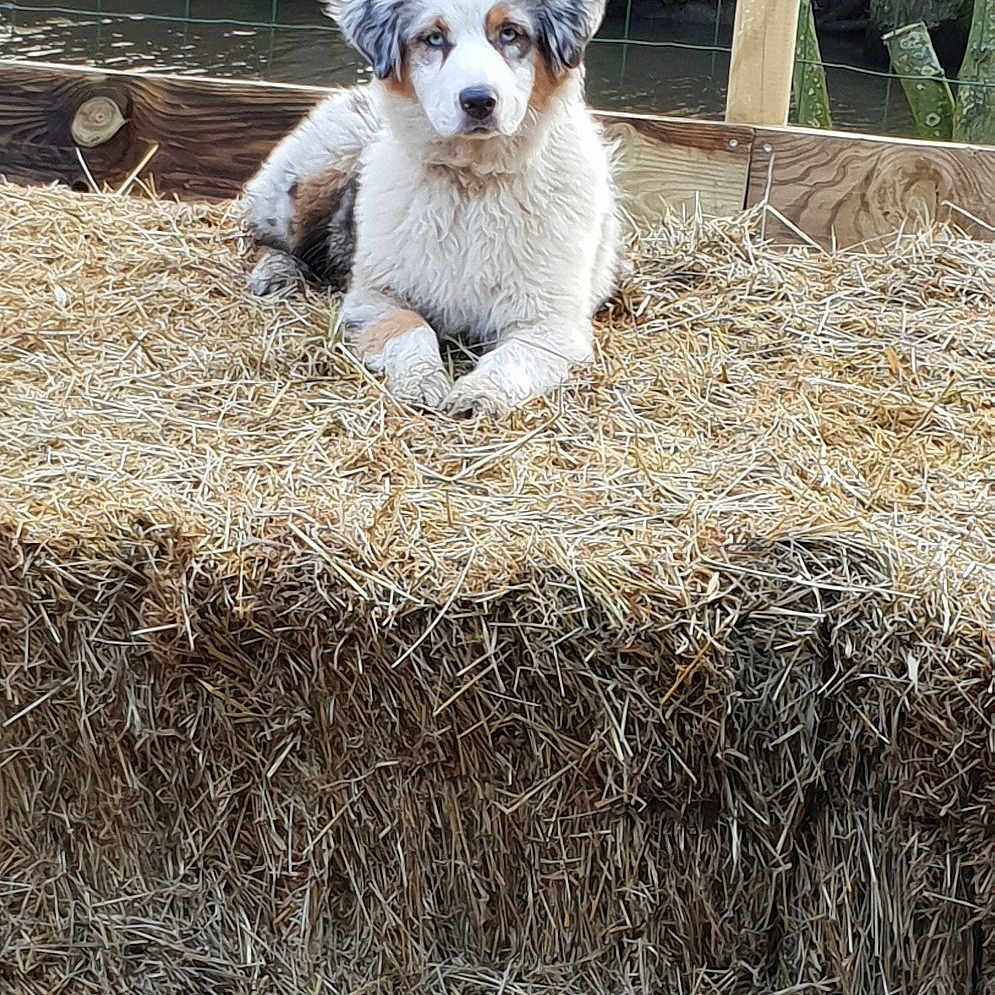 Olala a rejoint le concours — aidez-le/la à gagner de superbes lots ! australian_shepherd, canidae, carnivore, companion_dog, dog, dog_breed, mammal, miniature_australian_shepherd, puppy, romanian_mioritic_shepherd_dog, sporting_group, sporting_lucas_terrier, vertebrate