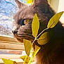 cat, gray_cat, close_up, window, sunlight, green_leaves, plant, indoor, pet, fur, whiskers, yellow_eyes, nature, daylight, portrait, animal, curious, soft_light, domestic_cat, side_view