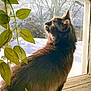 cat, black_cat, window, green_leaves, sunlight, indoor, winter, snow, nature, pet, animal, feline, curious, side_view, portrait, domestic_cat, reflection, plant, sunshine, peaceful