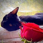 India is registered to the contest to win money with this photo: black_cat, cat, rose, flower, windowsill, window, curtain, pet, animal, fur, whiskers, nature, flora, indoor, relaxing, closeup, profile, green_background, soft_light, still_life