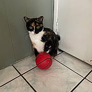 Kiara is registered to the contest to win money with this photo: animal, basketball, calico_cat, cat, corner, curious, cute, domestic_cat, door, feline, floor, house, indoor, paw, pet, playing, quiet, small_ball, tile_floor, whiskers