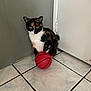 animal, basketball, calico_cat, cat, corner, curious, cute, domestic_cat, door, feline, floor, house, indoor, paw, pet, playing, quiet, small_ball, tile_floor, whiskers