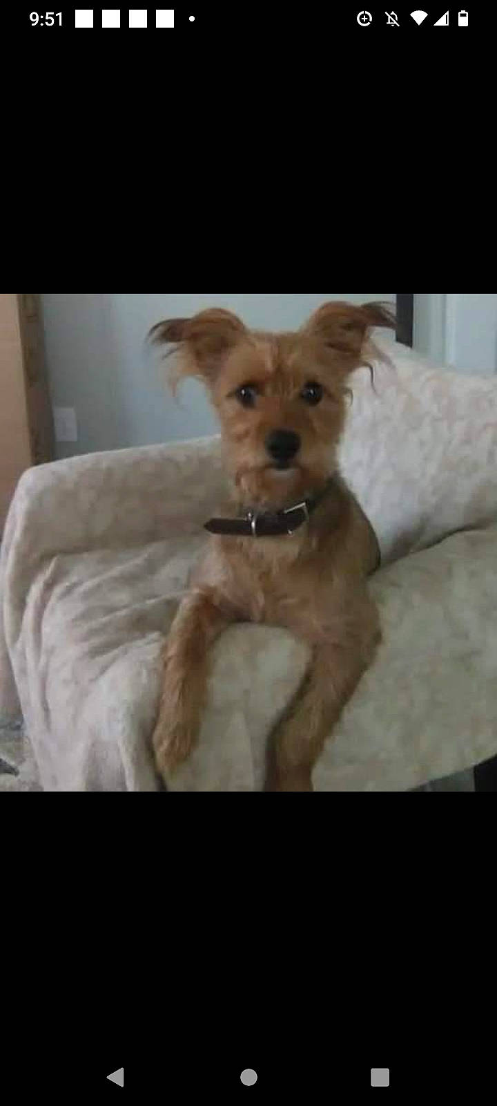 Penni joined the competition — help win amazing prizes! canidae, carnivore, comfort, companion_dog, couch, dog, dog_breed, dog_supply, fawn, fur, liver, maltepoo, non_sporting_group, small_terrier, sporting_group, terrestrial_animal, terrier, toy_dog, working_animal