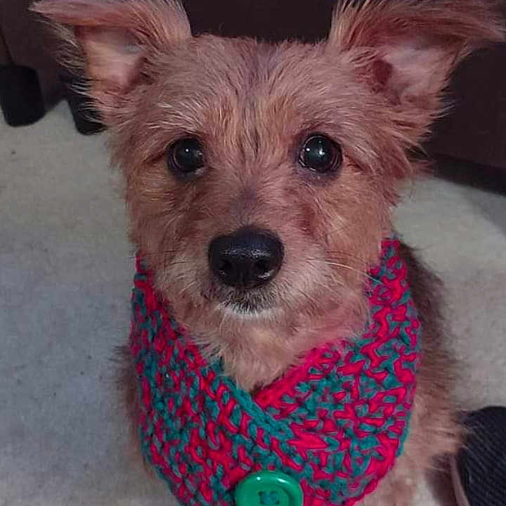 Penni
