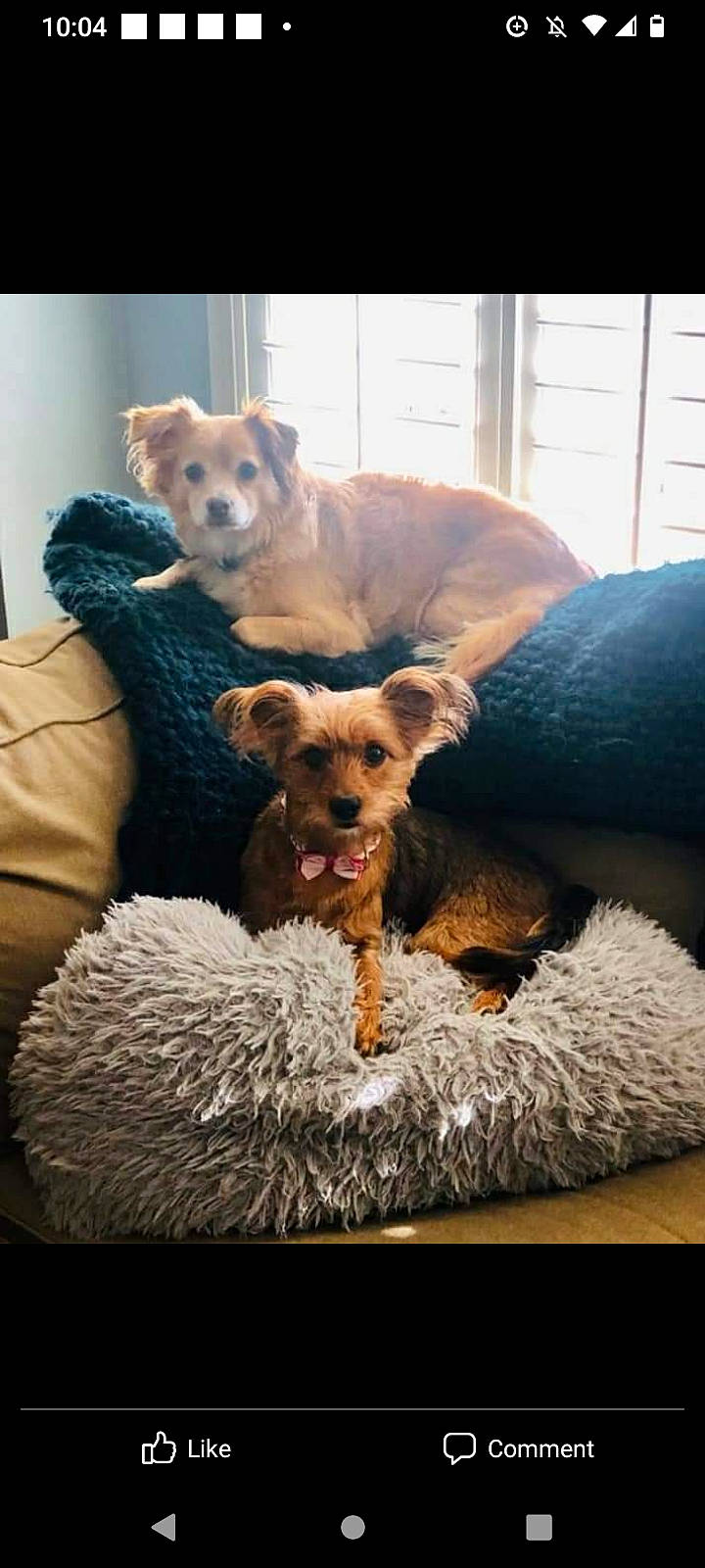 Penni joined the competition — help win amazing prizes! canidae, carnivore, comfort, companion_dog, couch, dog, dog_breed, dog_supply, fawn, fur, mammal, pet_supply, pillow, snout, sporting_group, terrier, toy, toy_dog, window, working_animal