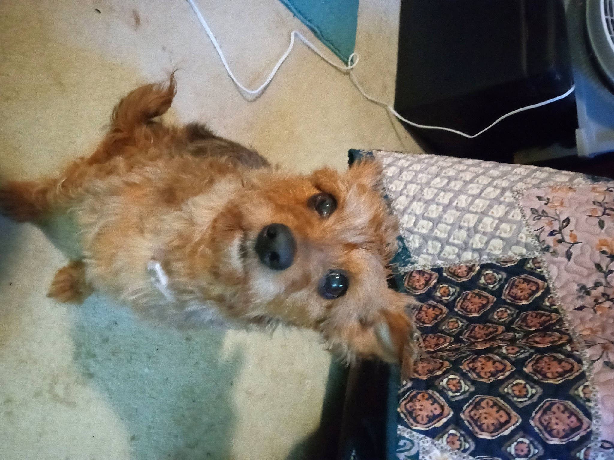 Penni is registered to the contest to win money with this photo: canidae, carnivore, companion_dog, dog, dog_breed, dog_supply, fawn, fur, liver, paw, pet_supply, puppy, small_terrier, snout, sporting_group, terrestrial_animal, terrier, toy_dog, working_animal, yorkipoo