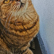 Croquette a rejoint le concours — aidez-le/la à gagner de superbes lots ! amber_eyes, animal, cat, close_up, curious, daylight, feline, fur, mammal, nature, outdoor, paw, pet, plant, portrait, rocks, striped, tabby, wall, whiskers