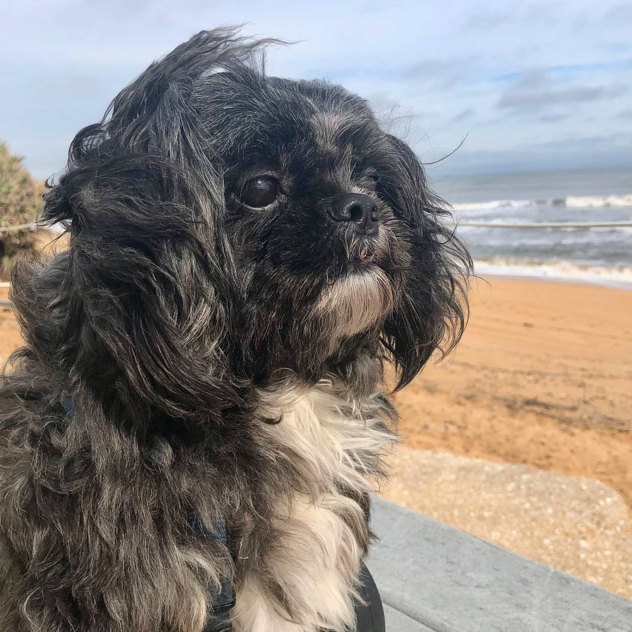 Oreo is registered to the contest to win money with this photo: beach, canidae, carnivore, cloud, companion_dog, dog, dog_breed, fur, liver, shih_poo, shih_tzu, sky, small_terrier, snout, sporting_group, terrier, toy_dog, tree, water, working_animal