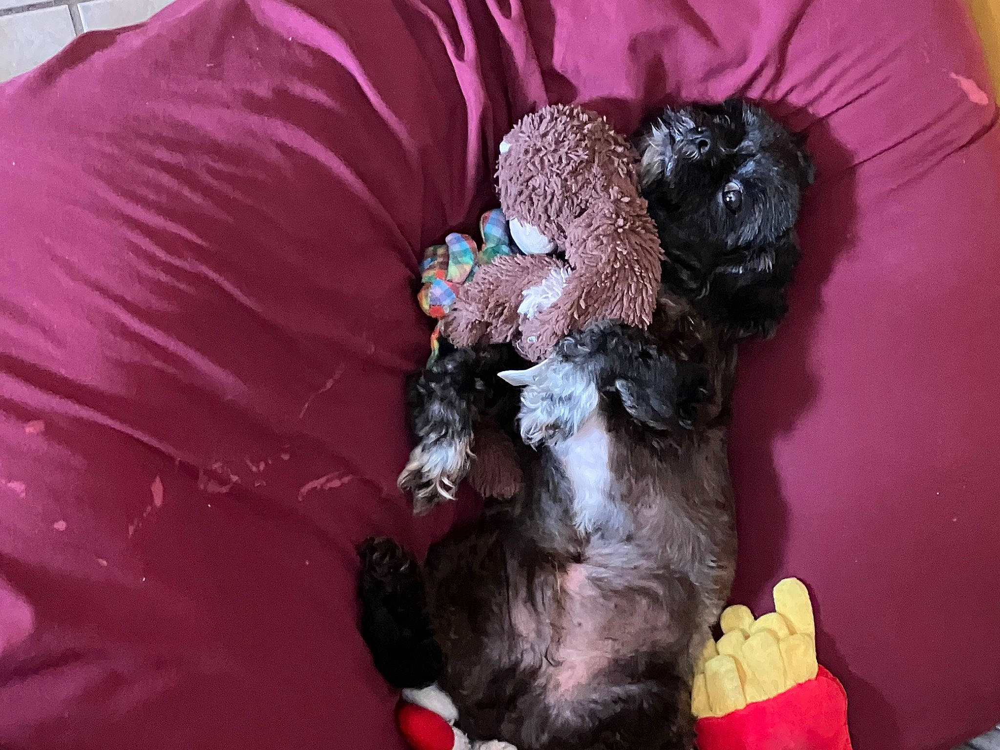 Oreo joined the competition — help win amazing prizes! annual_plant, artificial_flower, comfort, companion_dog, cut_flowers, dog_breed, fashion_accessory, felidae, fur, hair_accessory, headpiece, magenta, petal, pink, plant, purple, red, stuffed_toy, tail, toy