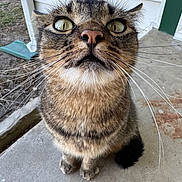 Minx is registered to the contest to win money with this photo: cat, tabby, feline, whiskers, close_up, porch, concrete, eyes, nose, fur, pet, sitting, tail, paws, curious, portrait, outdoor, looking_up, striped, closeup