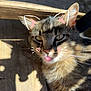 cat, tabby_cat, pet, tongue_out, whiskers, sunlight, wooden_planks, porch, shadow, ears, eyes, close_up, doodle_overlay, heart_stickers, fur, portrait, animal, sitting, outdoor, relaxed