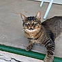 Minx joined the competition — help win amazing prizes! cat, tabby_cat, pet, feline, whiskers, paw, ears, golden_eyes, striped_fur, nose, porch, concrete, green_railing, closeup, portrait, resting, curious_gaze, outdoor, chair_leg, cracked_wall