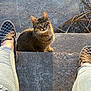 Minx is registered to the contest to win money with this photo: cat, tabby_cat, pet, stairs, concrete, shoes, checkered_shoes, jeans, ripped_jeans, sunlight, golden_hour, whiskers, outdoor, grass, dried_plants, portrait, looking_up, cozy, shadow, front_paws