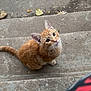 cat, orange_tabby, tabby, feline, pet, stairs, concrete, outdoor, leaves, looking_up, whiskers, sitting, curious, closeup, portrait, paws, tail, sidewalk, texture, knees