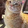 cat, orange_tabby, ginger_cat, feline, pet, whiskers, fur, close_up, portrait, eyes, ears, nose, outdoor, sunlight, wooden_deck, shallow_depth_of_field, cute, domestic_animal, muzzle, pink_nose