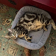 Cash is registered to the contest to win money with this photo: tabby_cat, pet_bed, carpet, red_cabinet, indoor, cozy, relaxed, curious, feline, striped_fur, paws, whiskers, green_eyes, home_interior, furniture, person_feet, footwear, patterned_rug, domestic_animal, resting