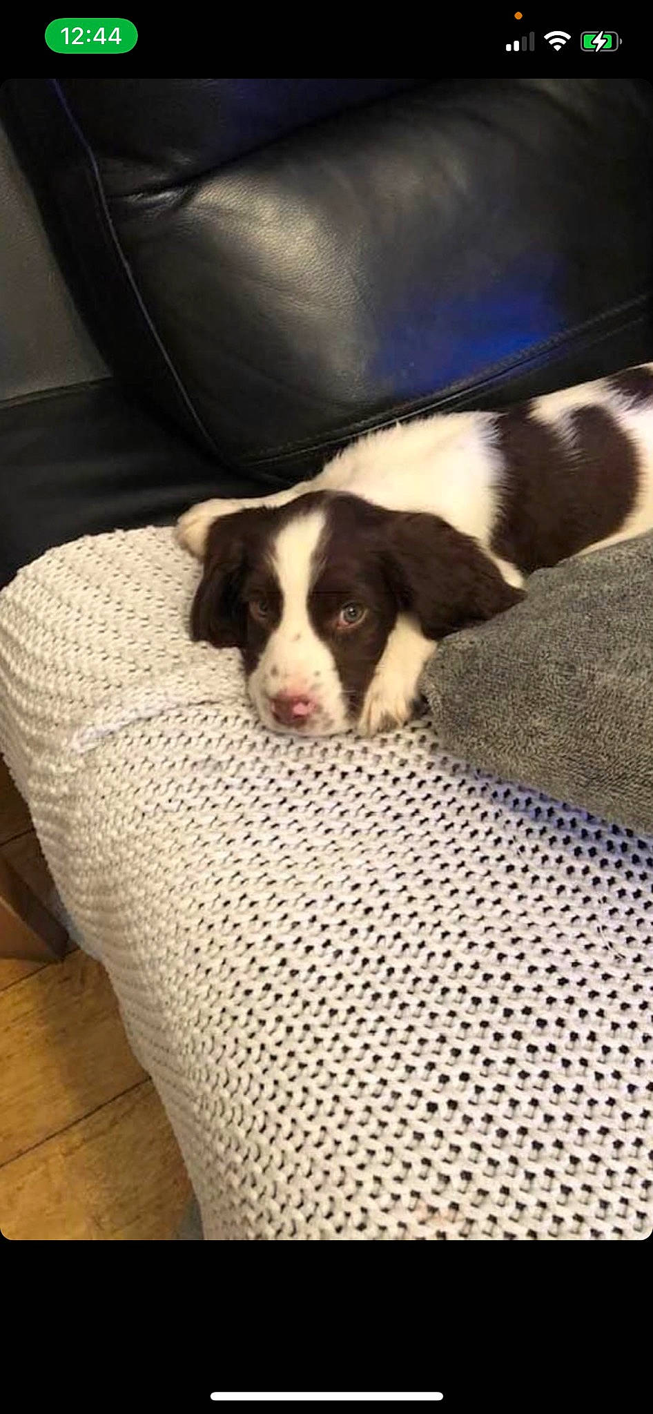 Freddie is registered to the contest to win money with this photo: boston_terrier, canidae, carnivore, comfort, companion_dog, dog, dog_breed, fawn, flooring, fur, hardwood, linens, nap, snout, sporting_group, tail, terrestrial_animal, whiskers, wood, working_animal