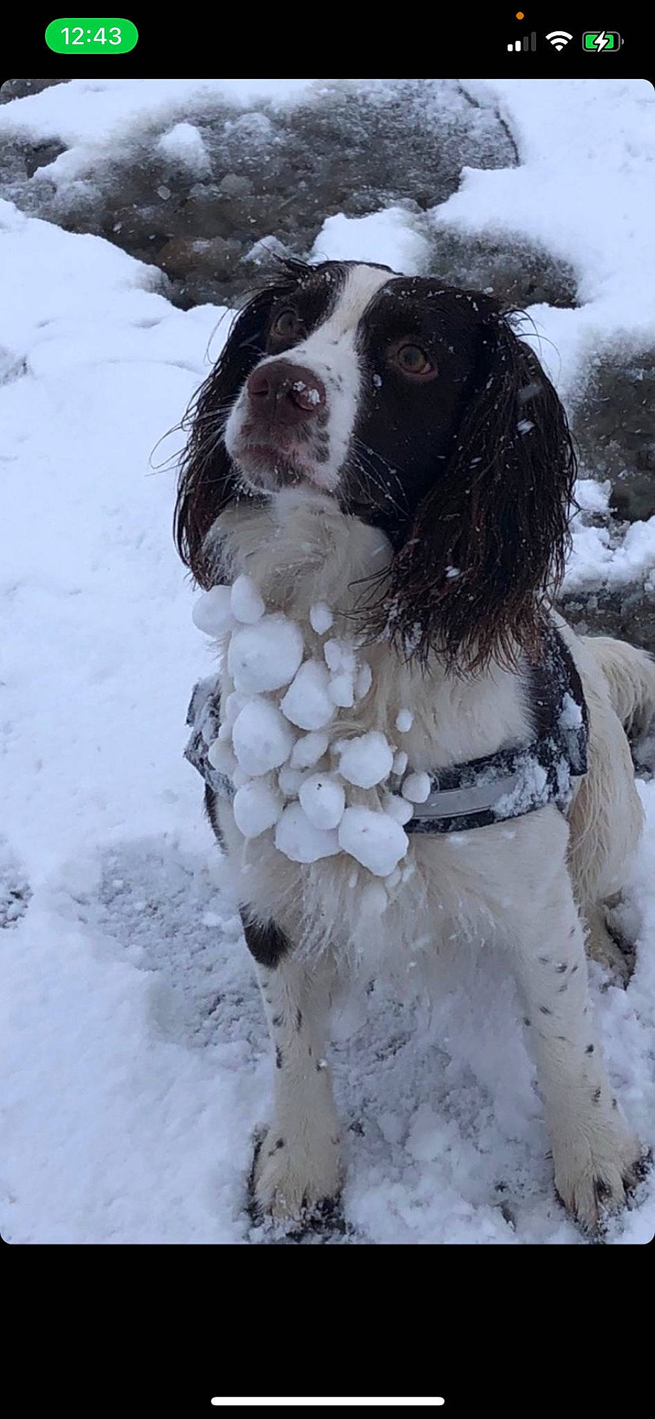 Freddie joined the competition — help win amazing prizes! canidae, carnivore, collar, companion_dog, dog, dog_breed, dog_collar, dog_supply, door, freezing, fur, gun_dog, hunting_dog, liver, snout, snow, spaniel, sporting_group, winter, working_dog