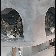 Jinx is registered to the contest to win money with this photo: animal, cat, cat_tree, comfortable, cozy, cute, domestic, feline, fur, gray, indoor, napping, paws, pet, relaxing, resting, sleeping, soft, tabby, two_cats