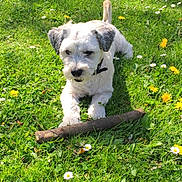 Kendjy participe au concours pour gagner de l'argent avec cette photo : canidae, carnivore, companion_dog, dog, dog_breed, fawn, flower, grass, lawn, mammal, plant, puppy, schnoodle, sporting_group, sporting_lucas_terrier, vertebrate