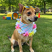 Sunflower is registered to the contest to win money with this photo: dog, canine, sunglasses, floral_lei, bandana, sitting, grass, park, outdoors, portrait, pet, small_dog, brown_fur, pointed_ears, playful, colorful, summer, agility_tunnel, traffic_cone, closeup