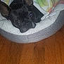 animal, black_dog, blanket, blanket_pattern, cozy, curious_eyes, cute, dog, domestic, ears, flooring, fur, household, indoors, pet, pet_bed, relaxed, resting, snuggled, wooden_floor