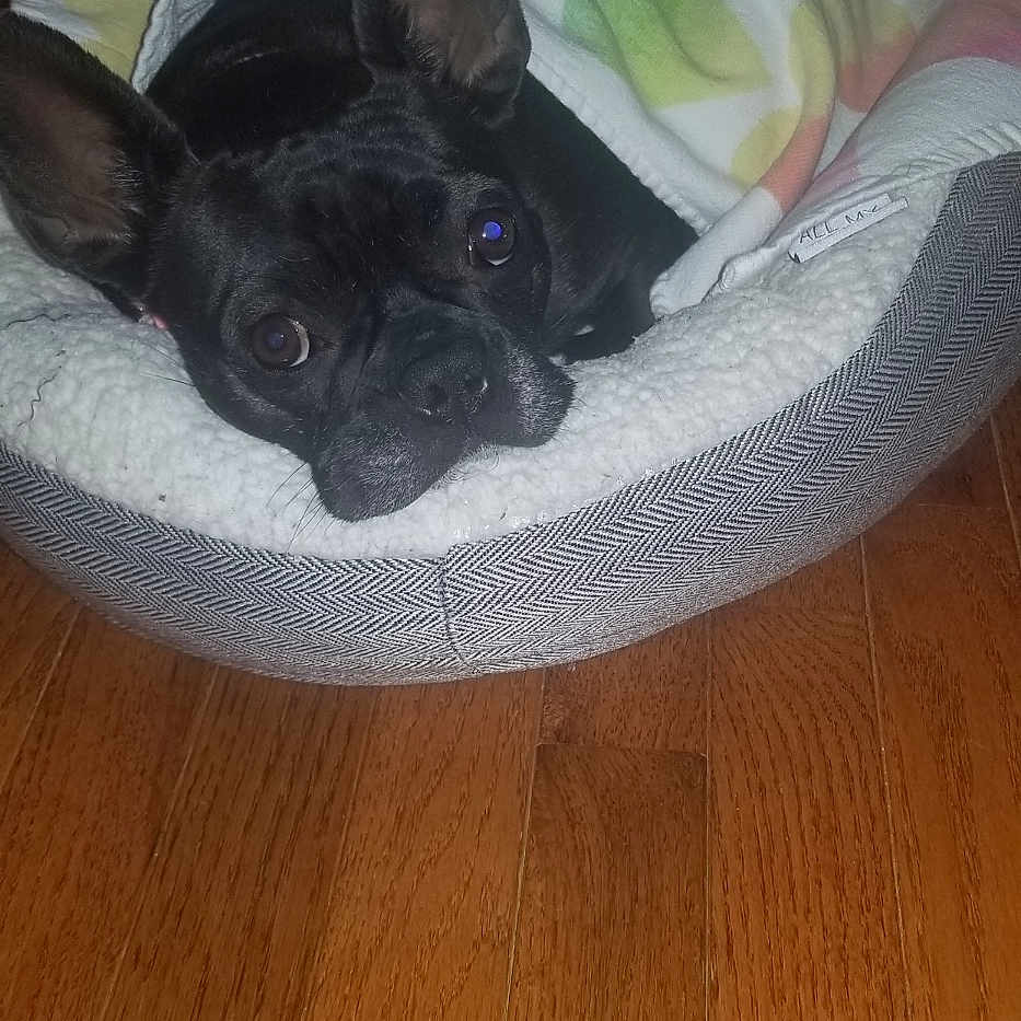 Peaches joined the competition — help win amazing prizes! animal, black_dog, blanket, blanket_pattern, cozy, curious_eyes, cute, dog, domestic, ears, flooring, fur, household, indoors, pet, pet_bed, relaxed, resting, snuggled, wooden_floor