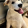 Odie joined the competition — help win amazing prizes! puppy, dog, white_dog, indoor, floor, tongue_out, happy, cute, pet, animal, sitting, portrait, fur, ears, black_nose, whiskers, closeup, young_dog, smiling, companion