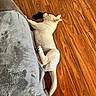 Odie joined the competition — help win amazing prizes! dog, puppy, white_dog, wooden_floor, blanket, cushion, black_sock, relaxed, lying_down, indoor, pet, fur, canine, flooring, cozy, resting, animal, domestic_animal, sleeping, side_view