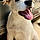 Odie