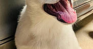 Odie joined the competition — help win amazing prizes! puppy, dog, white_dog, happy, tongue_out, mouth_open, sitting, indoor, floor, metal_surface, pet, canine, cute, young_dog, fur, animal, whiskers, ears, bright_eyes, close_up