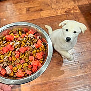 Odie joined the competition — help win amazing prizes! puppy, dog, white_dog, dog_food, metal_bowl, hand, wooden_floor, pet, waiting, kitchen, food, bite_size, colorful_food, watermelon, young_dog, animal, cute, indoor, looking_up, anticipation